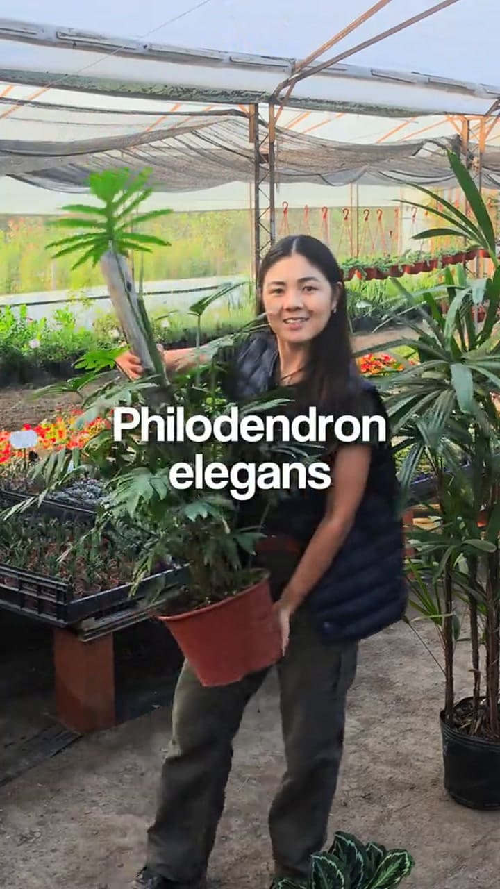 Tres plantas ideales para departamentos
