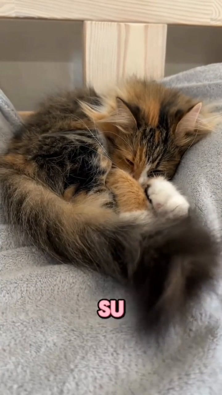 Las señales de que un gato está en su última etapa de vida
