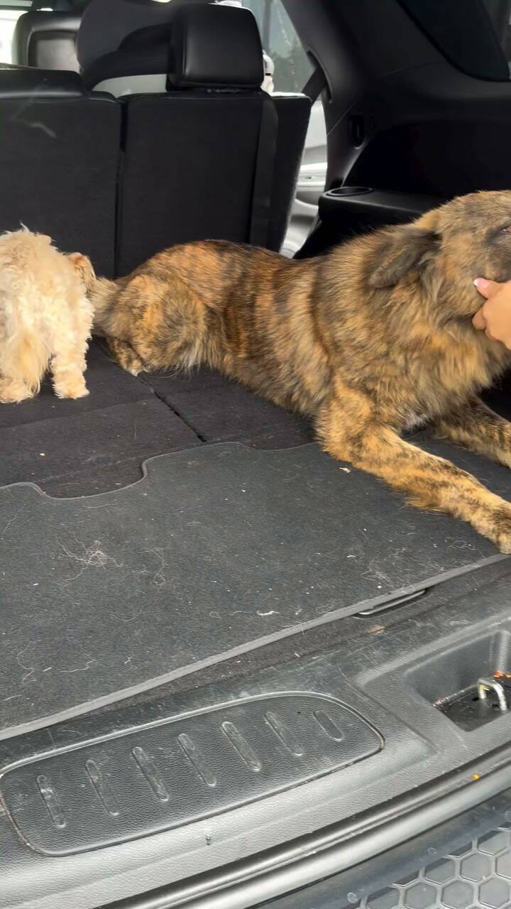 Nova y Benji inseparables