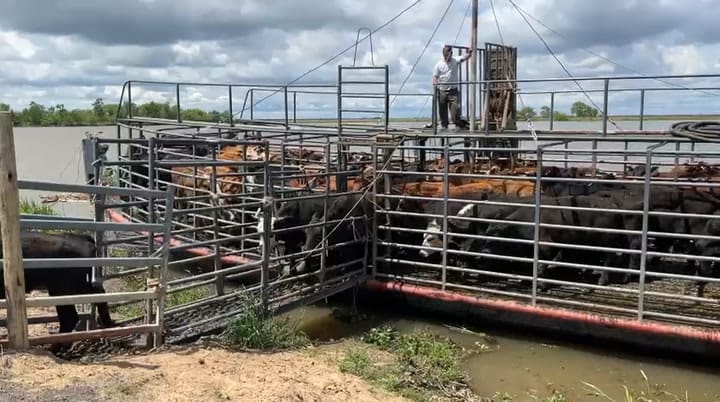 Una de las barcazas que llegó con más de 100 animales