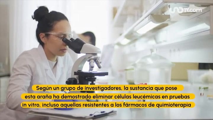 Cómo el veneno de la araña cangrejo podría terminar con el cáncer