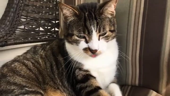 Cómo es el vínculo entre gatos y personas