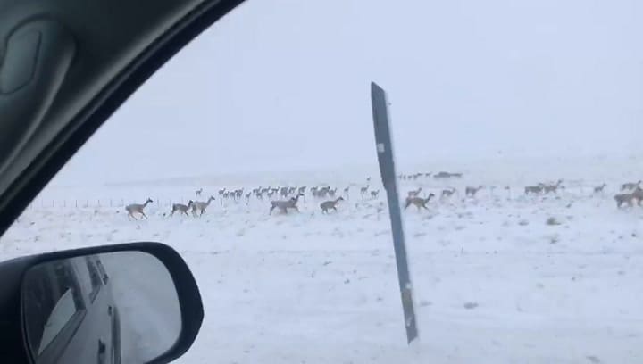 Alertan superpoblación de guanacos en la Patagonia