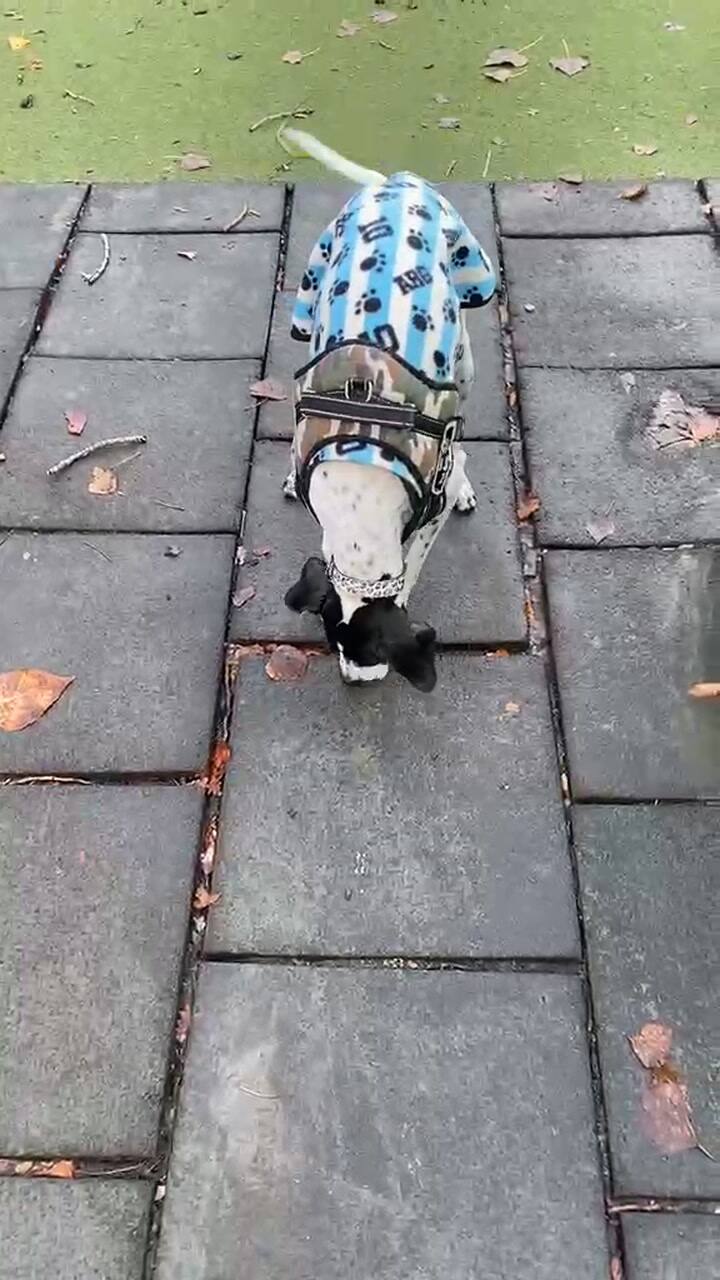 La pointer Jazmín durante uno de sus paseos en la Plaza de los Inmigrantes