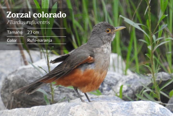 Zorzal Colorado.nota