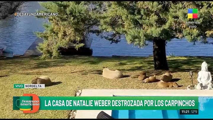 Natalie Weber hablo de su drama por la presencia de carpinchos en Nordelta