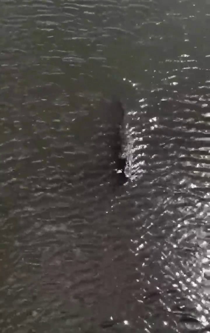 Un tiburón y un caimán nadaron juntos en un río de Florida -Fuente: Facebook