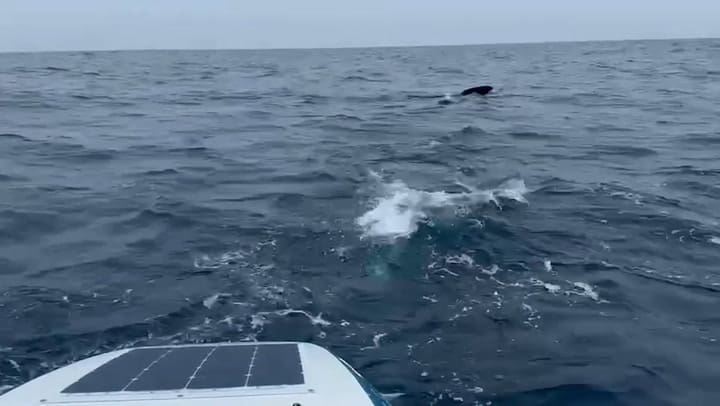 This Footage Is Wild! •Tom Has Backed Up His Voice Note This Morning With Some Of The Most Amazing Footage We've Ever Seen From An Ocean Rowing Boat! •Yesterday He Found Himself Surrounded By A School Of What