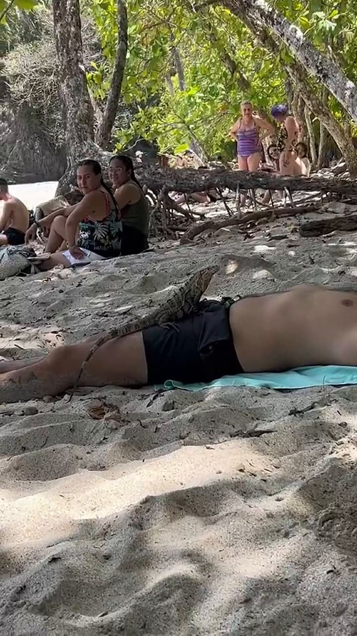 Una iguana se subió encima de un turista que dormía en una playa de Costa Rica