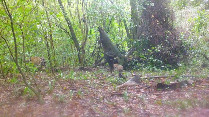 Tres yaguaretés fueron liberados en el Parque Nacional Iberá, en Corrientes