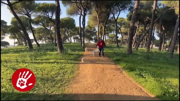 Qué gestos de tu perro que indican intranquilidad