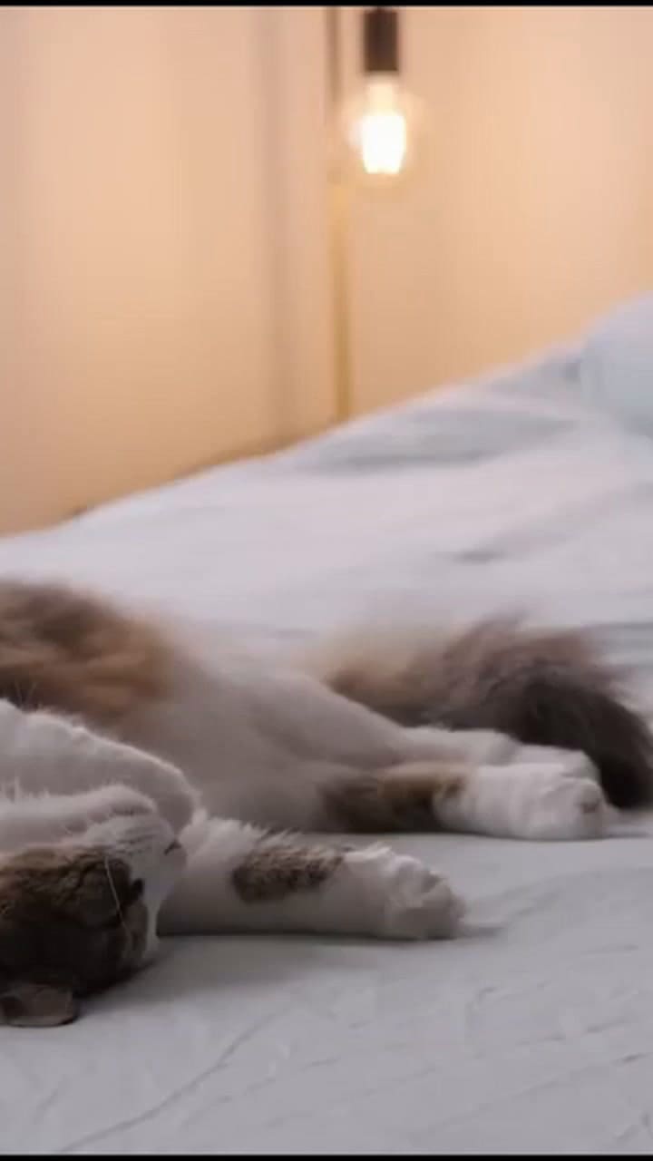 Un especialista respondió cuántas horas duerme un gato