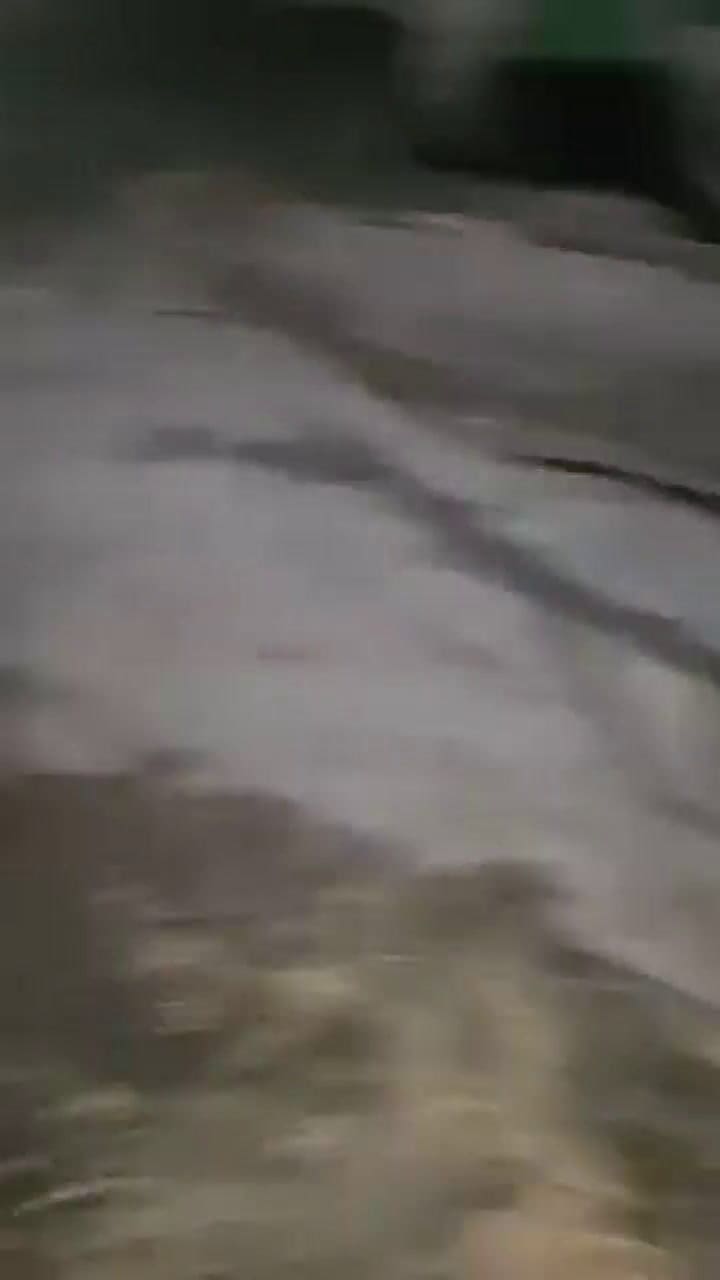 Los animales en un galpón, preparándose para competir