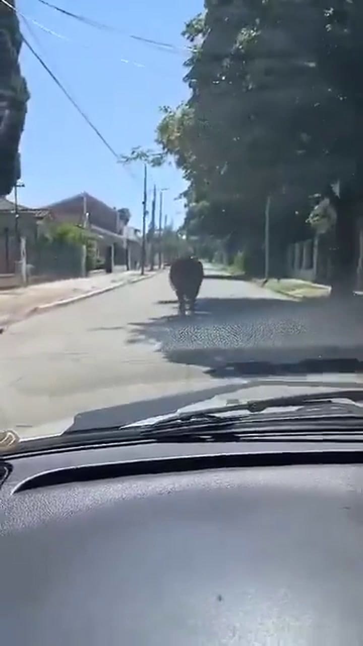 Una vaca se tiró de un camión que iba camino al matadero