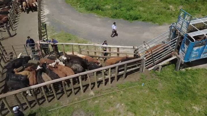 La hacienda subiendo a los camiones para ser trasladada a campos