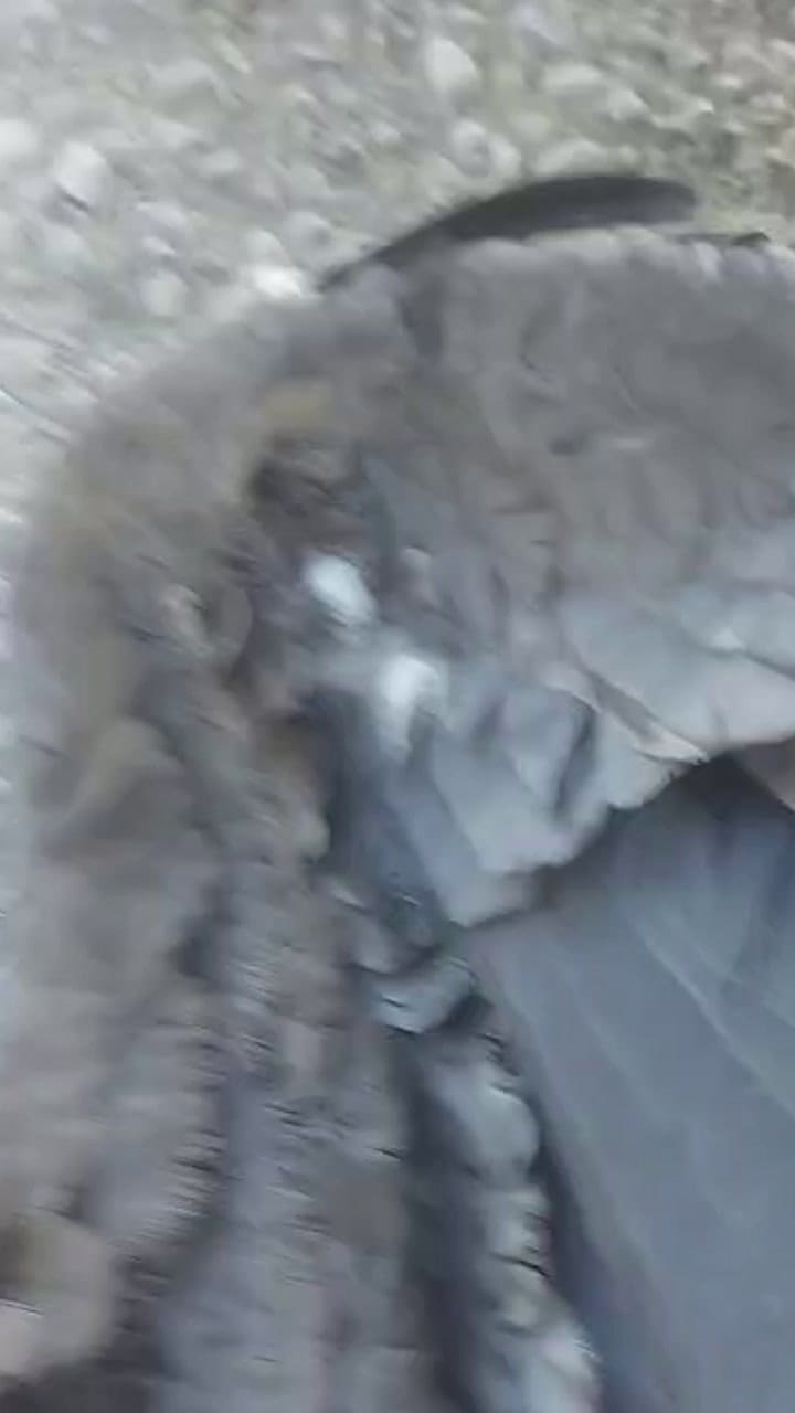 Hallan un cóndor electrocutado en el sur de Santa Cruz. Crédito: ONG Somos Huellas Patagónicas