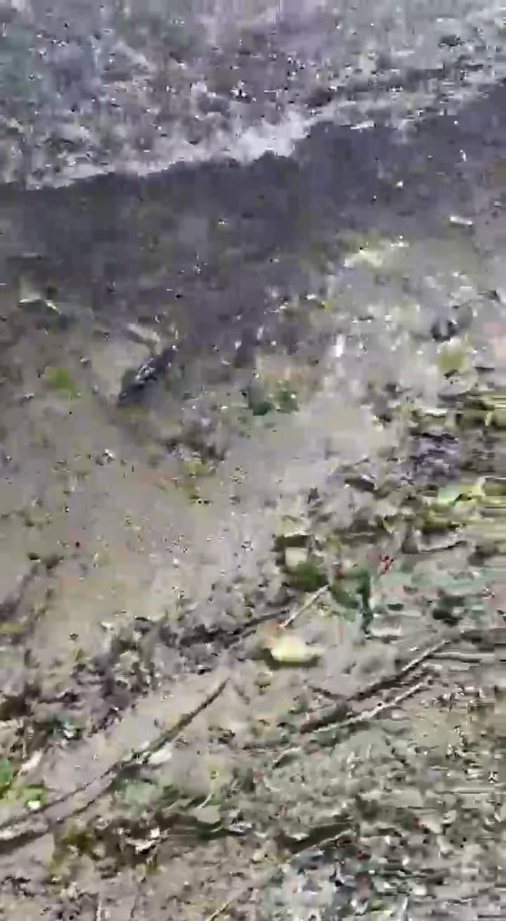 Aparecieron ratas muertas en la costa del Lago Espejo - Fuente: Twitter