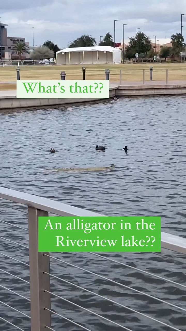 Video Mesa