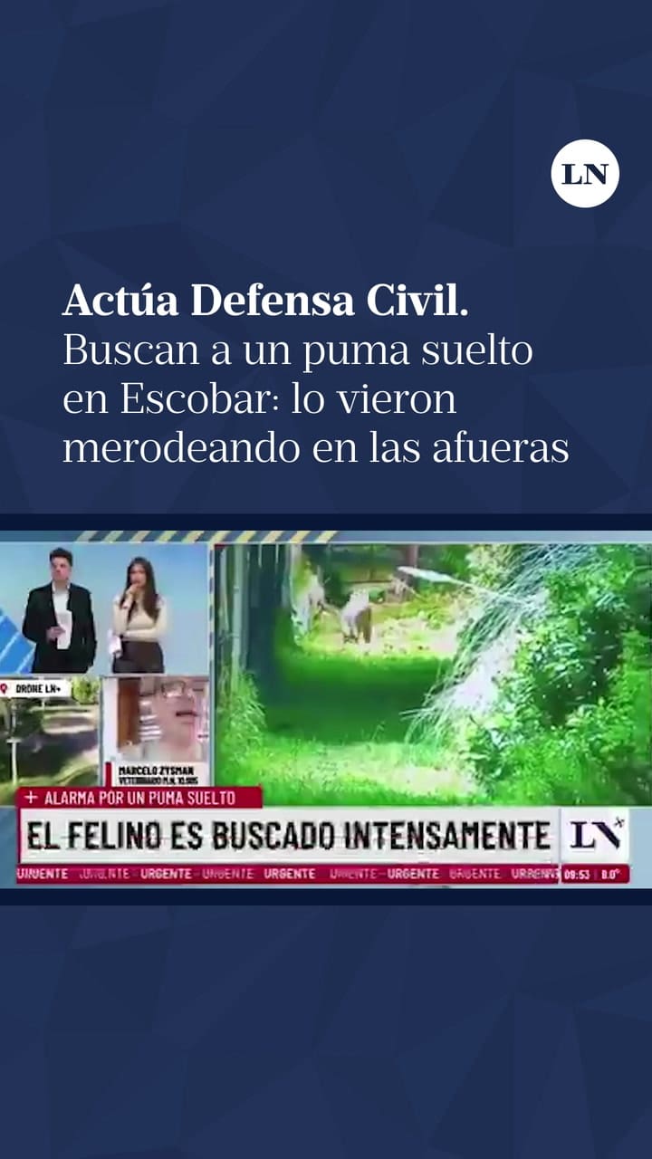 Buscan a un puma suelto en Escobar: lo vieron merodeando en las afueras de un country