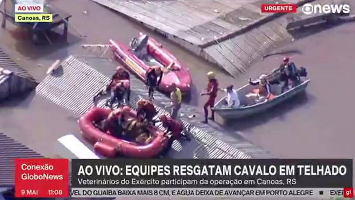 Caballo En Brasil Rescatado