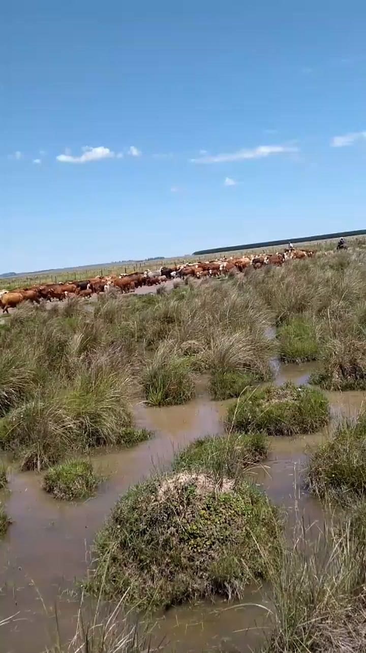 Sacando los animales de los campos más bajos en la provincia de Corrientes