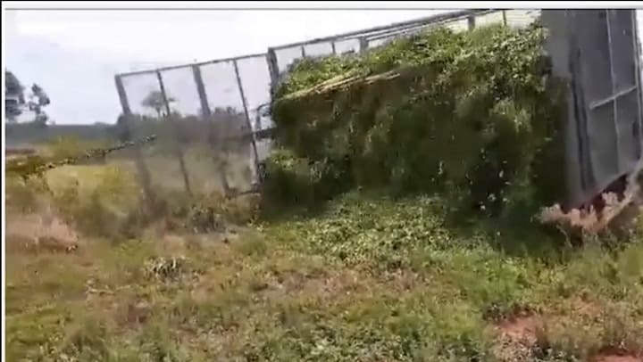 En Jardín América, Misiones, tiran el té al suelo