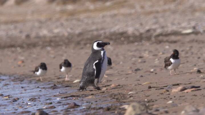 Llegada de los primeros pingüinos de Magallanes a la isla Tova