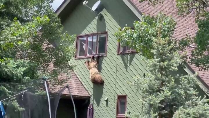 Un oso se trepó en una casa en Colorado