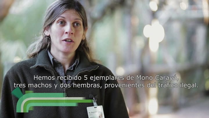 Anga, una mona carayá recuperada del tráfico ilegal