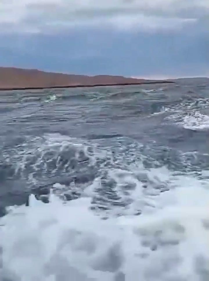 Avistaron una ballena azul en Chubut por primera vez en la historia