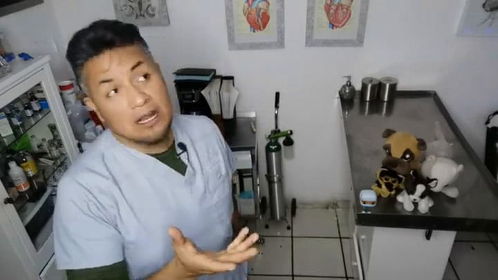 Un veterinario explicó qué significa la albúmina baja en los perros