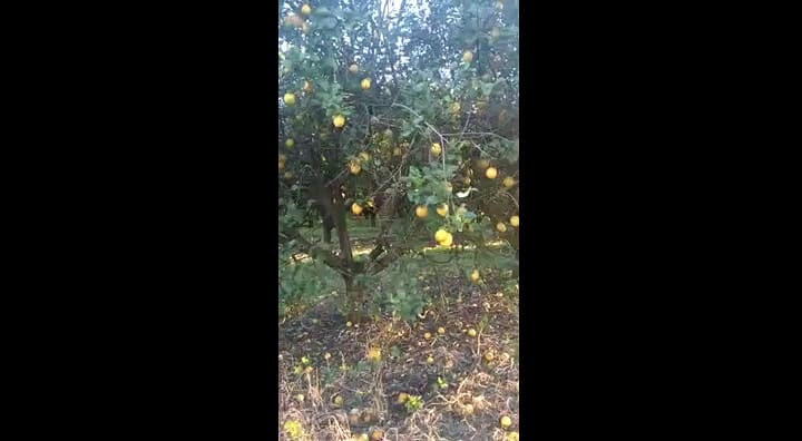LN Campo - Limones en Misiones