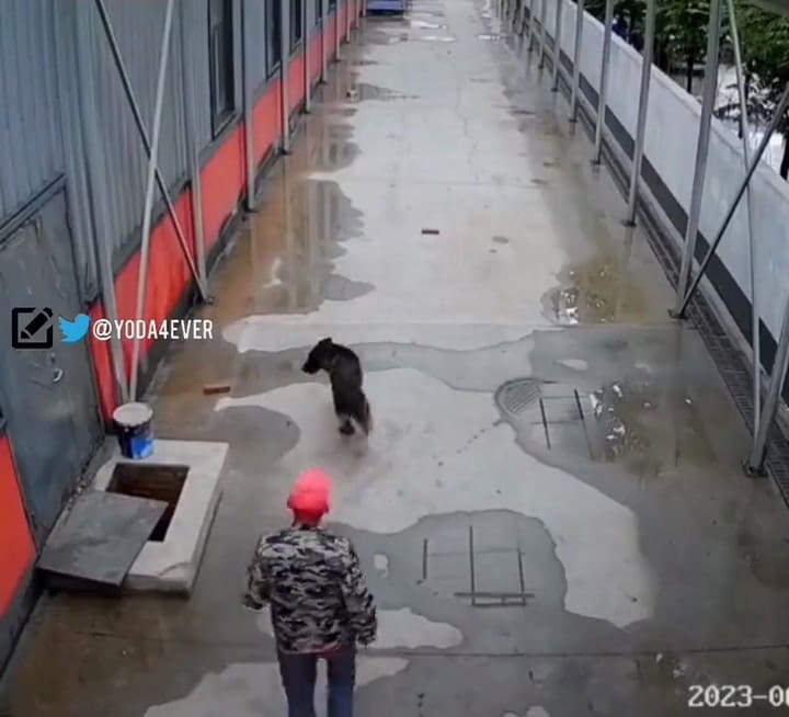 El rescate de un perro que se volvió viral