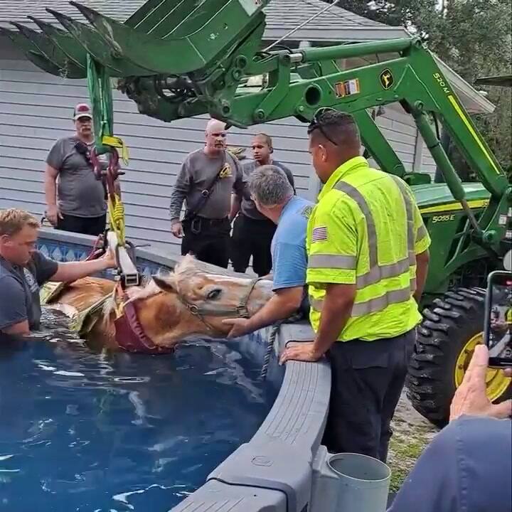 Un caballo terminó atrapado en una pisicna en el condado de Pasco