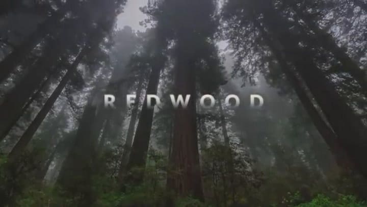árbol más grande del mundo en California