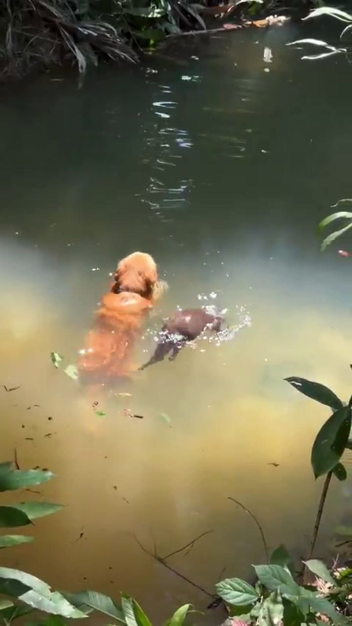 La amistad entre un perro y una nutria que enterneció a todos