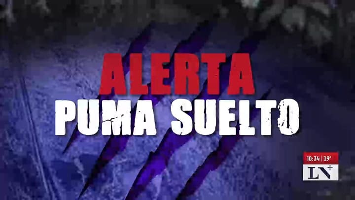 Puma suelto en Pilar: terror entre los vecinos