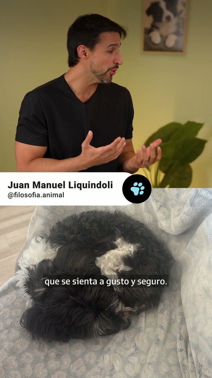 ¿Qué revela la posición en la que duerme tu perro?