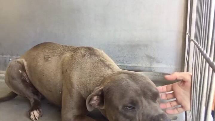 El tierno momento en que un pitbull que era utilizado en peleas clandestinas es acariciado por prime