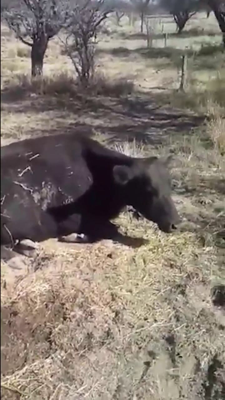 Vaca descarte