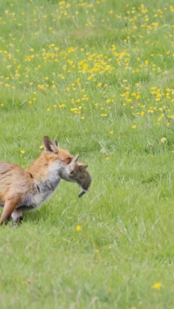 Con la conservación de la granja volvieron los animales - @wildlifebcn