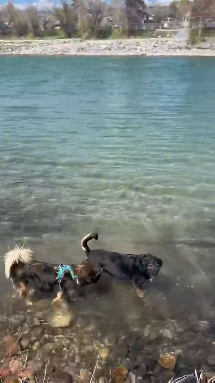 Las dueñas de los perros comparten sus aventuras en redes sociales