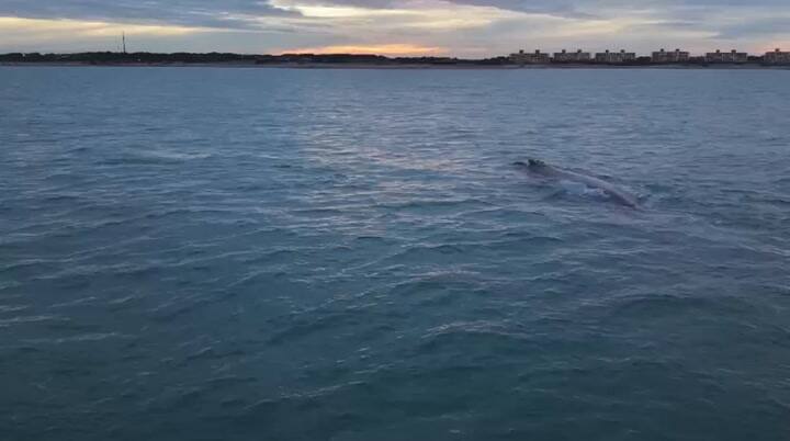 Un encuentro único: ballenas muy cerca de la costa bonaerense - Gentileza José Carné