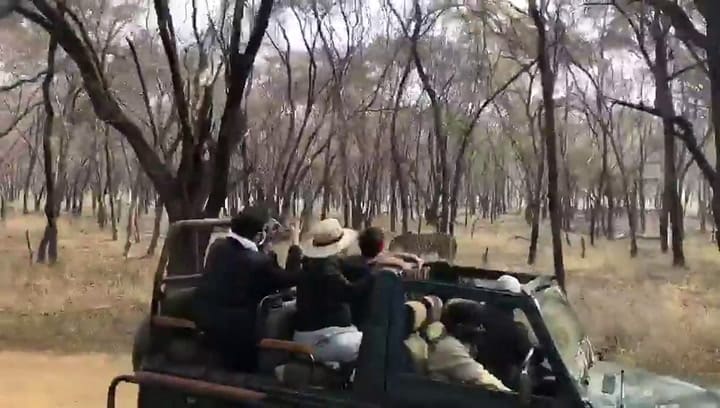 La feroz lucha entre dos tigres en un parque Nacional de la India