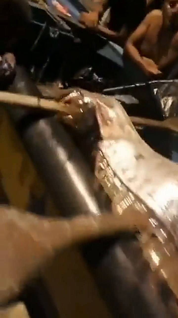 Apareció un pez remo en Ecuador