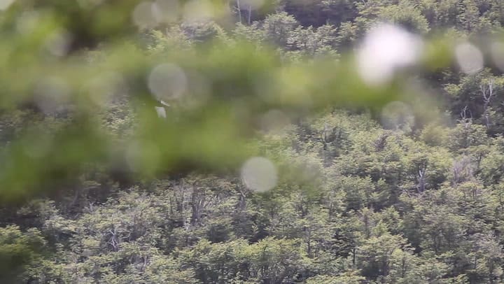 El mágico vuelo de un ejemplar de cóndor en Santa Cruz