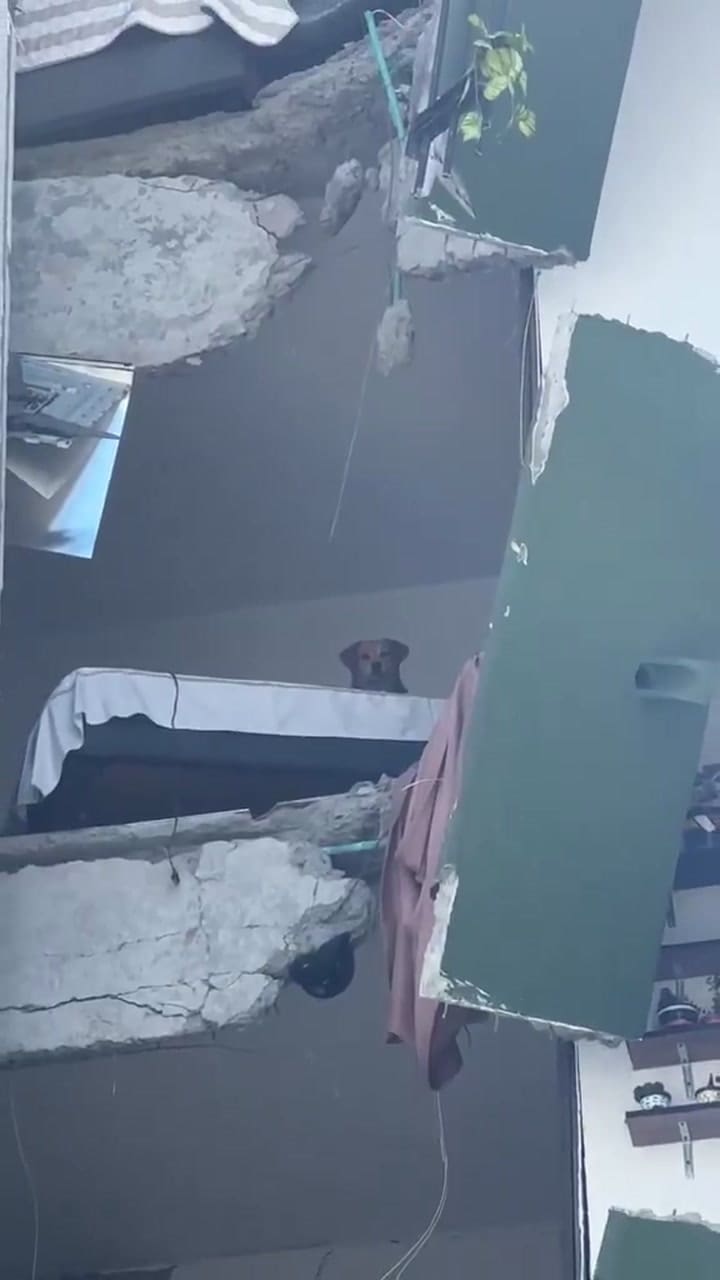 Perrita rescatada se vuelve viral en redes sociales