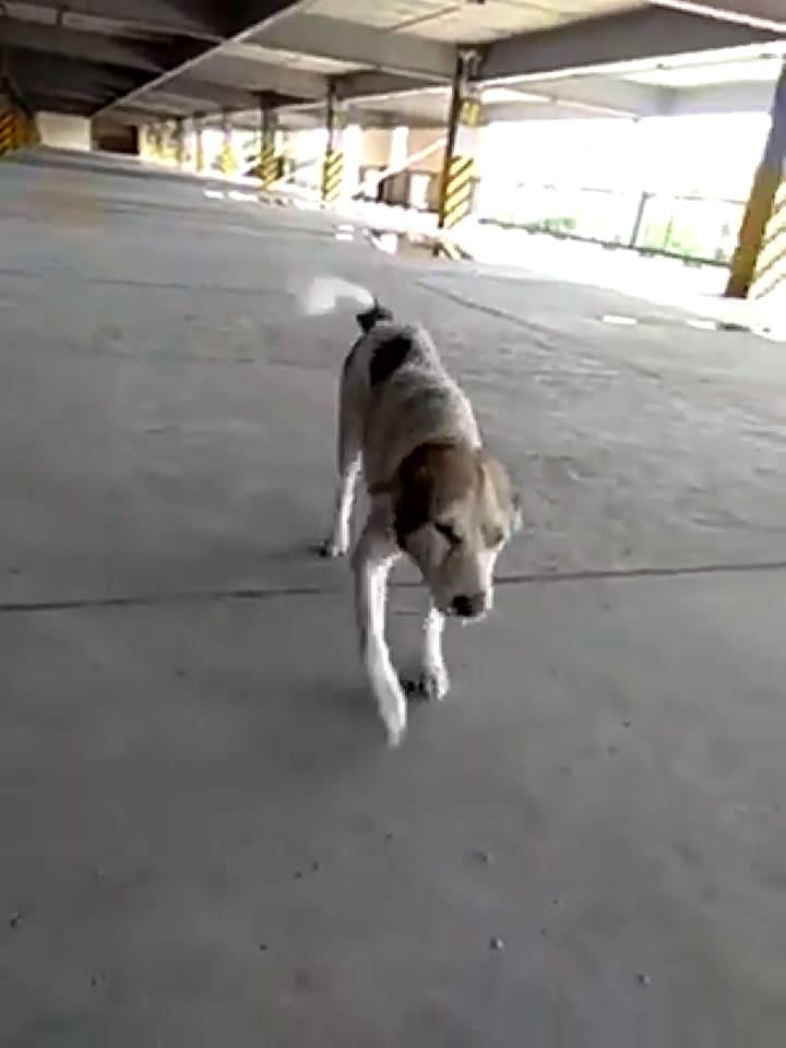 Un hombre se reencuentra con su perro tres meses después de perderlo