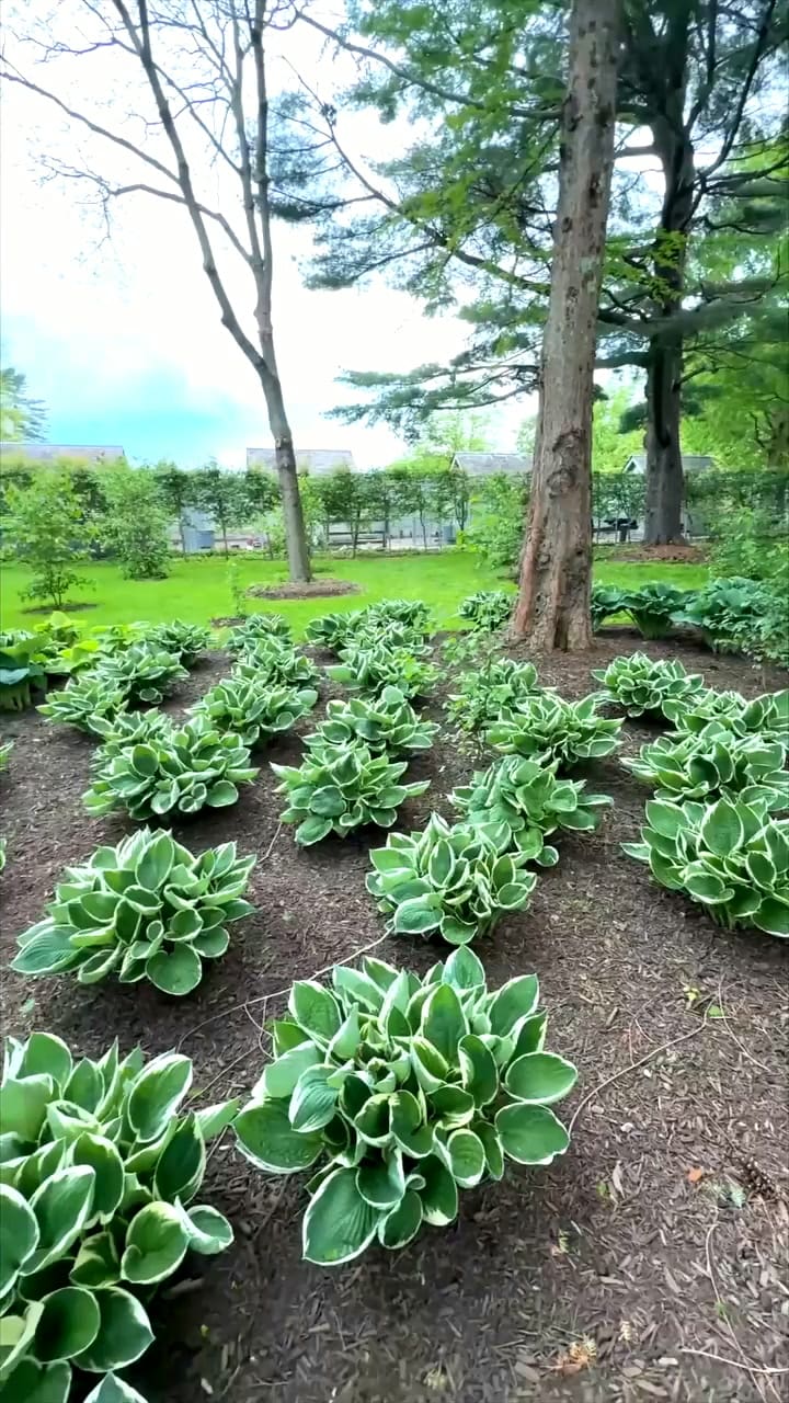 El interés por la jardinería nació durante su infancia gracias a la influencia de su padre