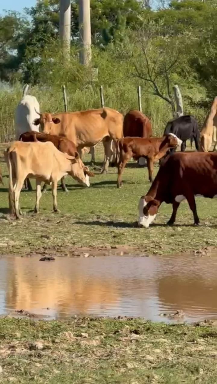 Los animales que todavía están vivos
